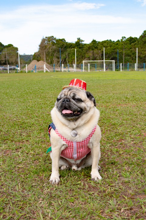 Foto do Pugnic 2026